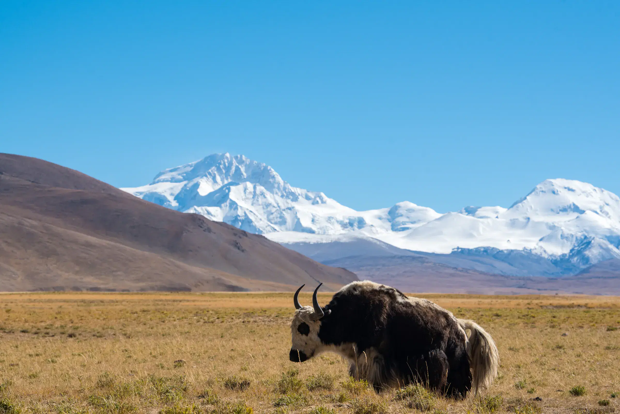 Mountain landscape featuring snowy terrain, water, blue sky, and greenery.