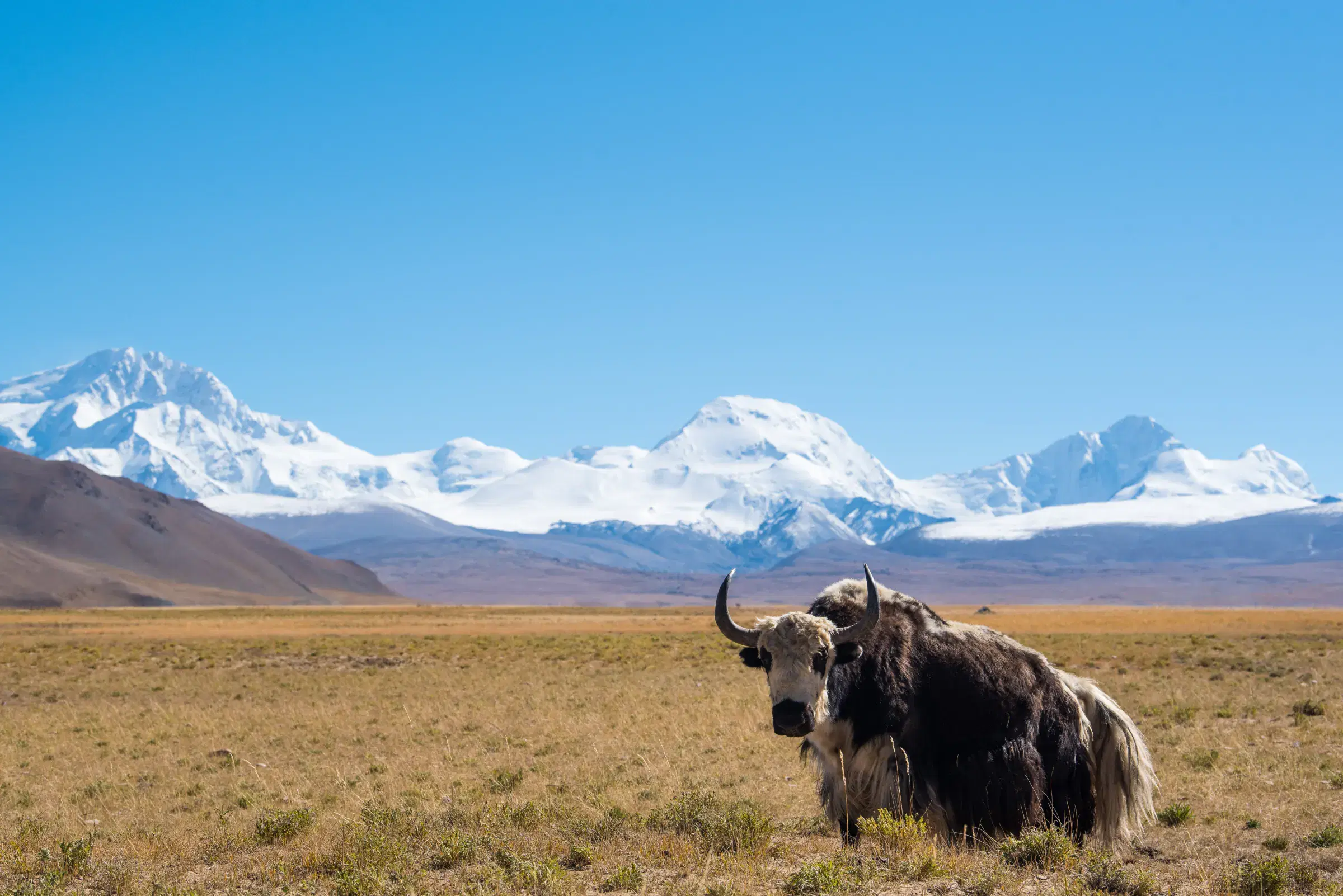 Mountain landscape featuring snowy terrain, water, blue sky, and greenery.