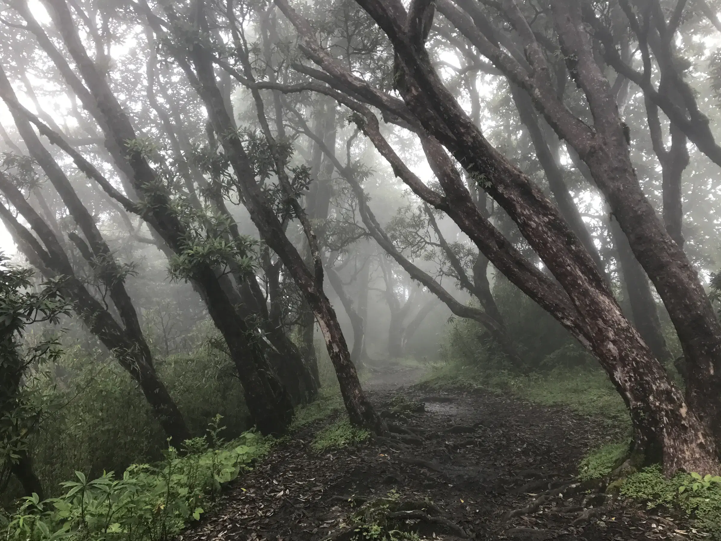 Green outdoor landscape featuring open sky.