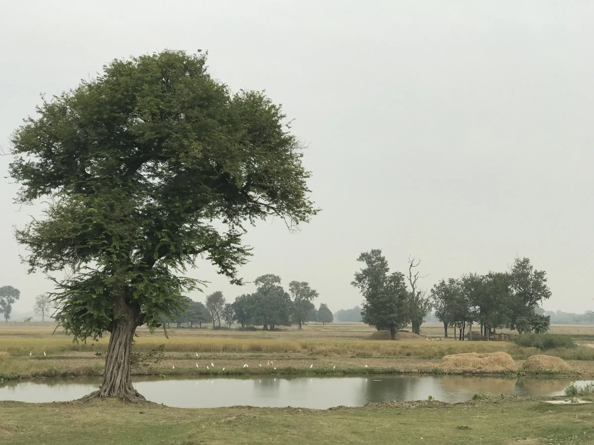 Green outdoor landscape.
